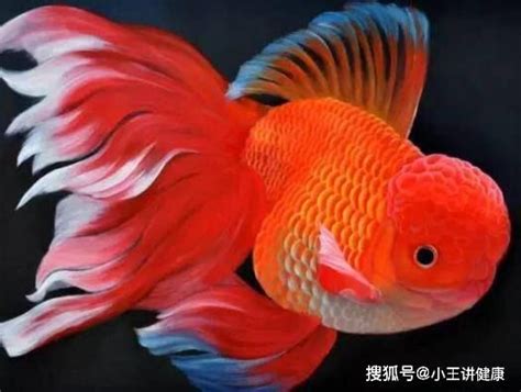 哪種魚最好養|2024年最受歡迎觀賞魚